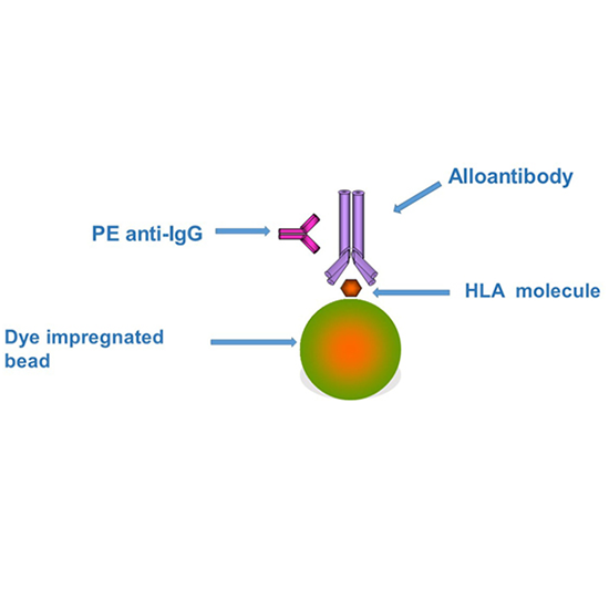 hla-panel reactive igg antibodies (pra) screen test